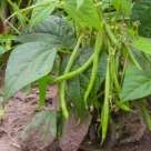 Cueillette de Saint Gratien haricots-verts